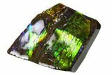 Iridescent Ammolite (Fossil Ammonite Shell) - Alberta, Canada #156742-1